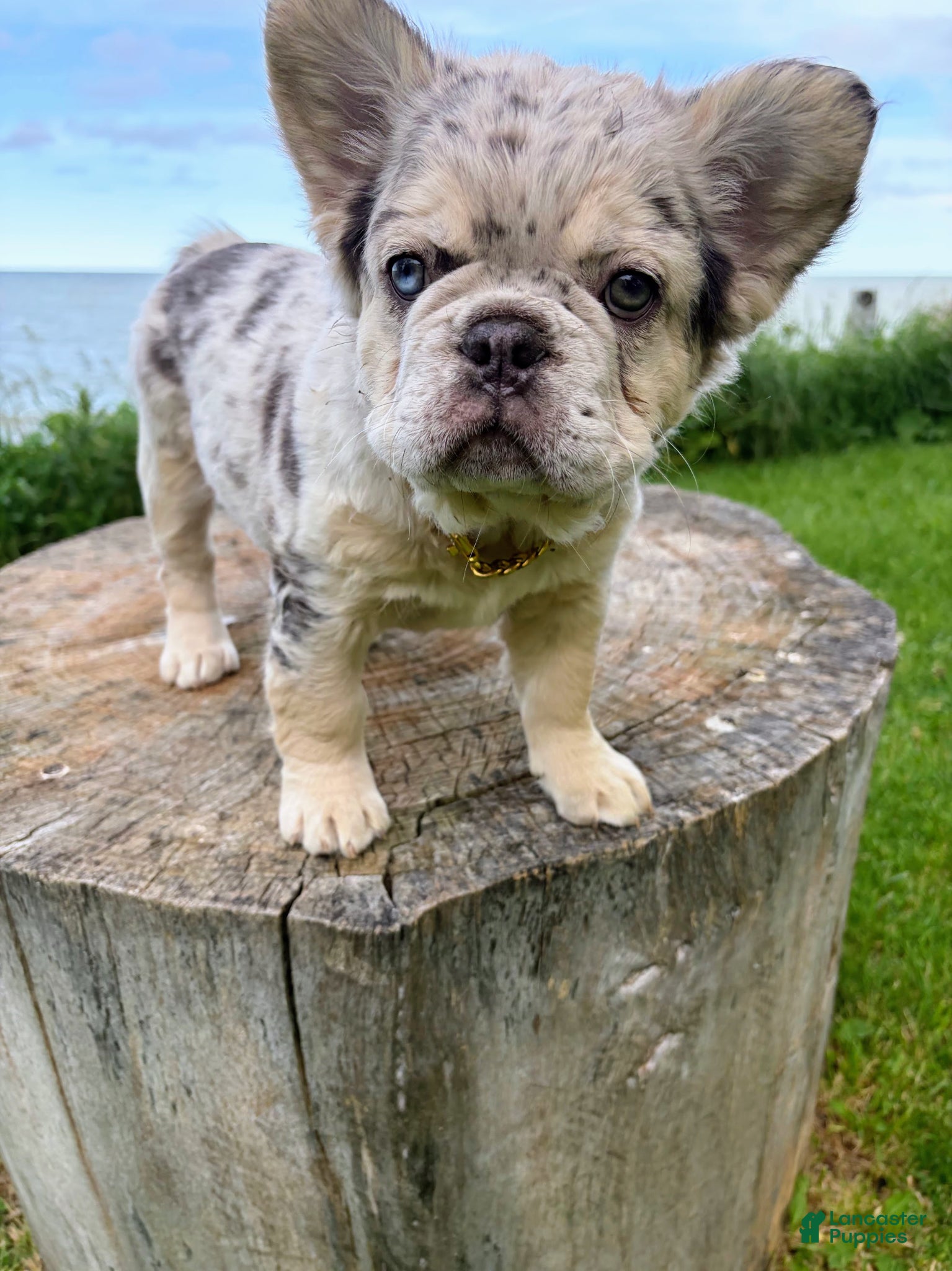 French Bulldog dogs French Bulldog Puppy 1 - Ad 2