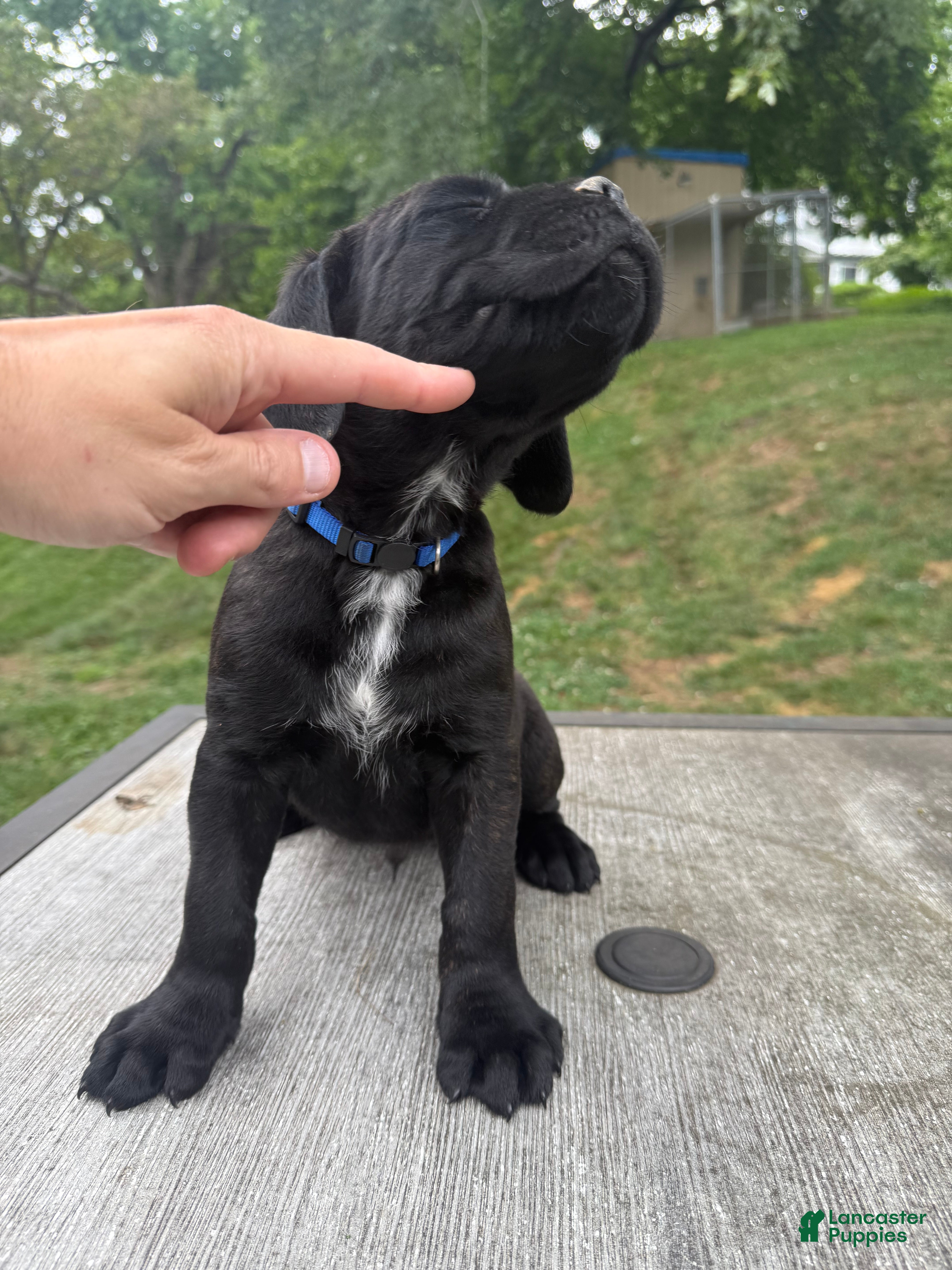 Cane Corso dogs Blue collar  - Ad 1