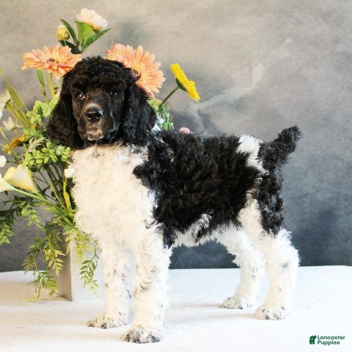 Standard Poodle dogs Tina - Ad 20