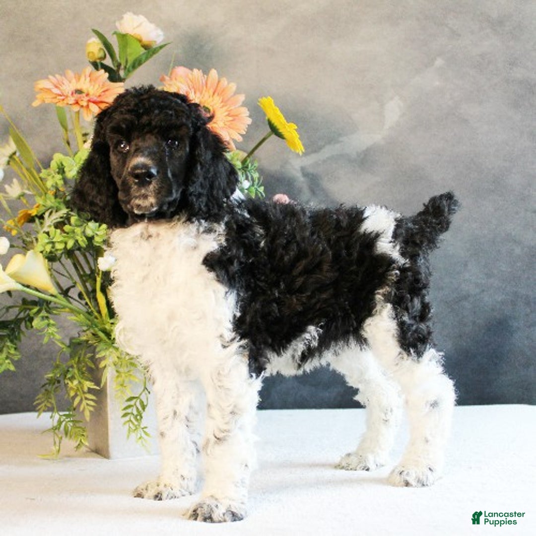 Standard Poodle dogs for sale: Tina - Ad 1