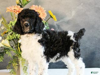 Standard Poodle dogs Tina - Ad 41