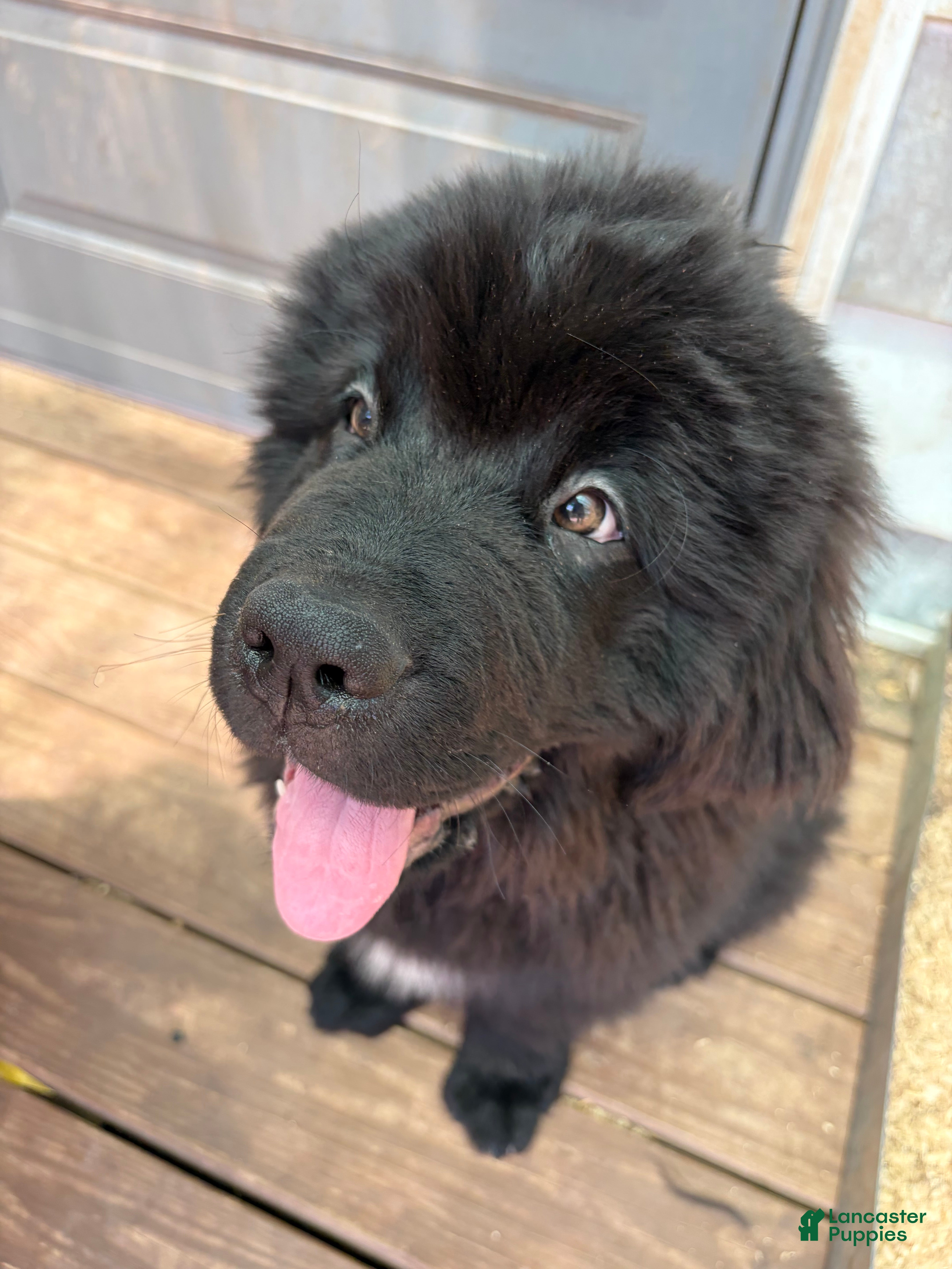 Newfoundland dogs LadyBug - Ad 2