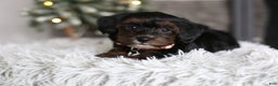 Yorkiepoo dogs for sale: Emmitt - Ad 15