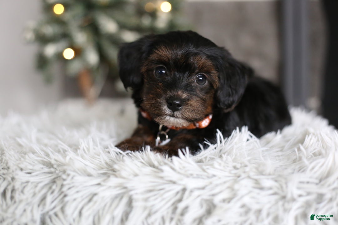Yorkiepoo dogs for sale: Emmitt - Ad 15