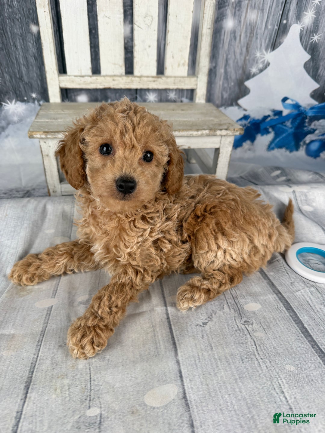 Cavapoo dogs for sale: Willow - Ad 7