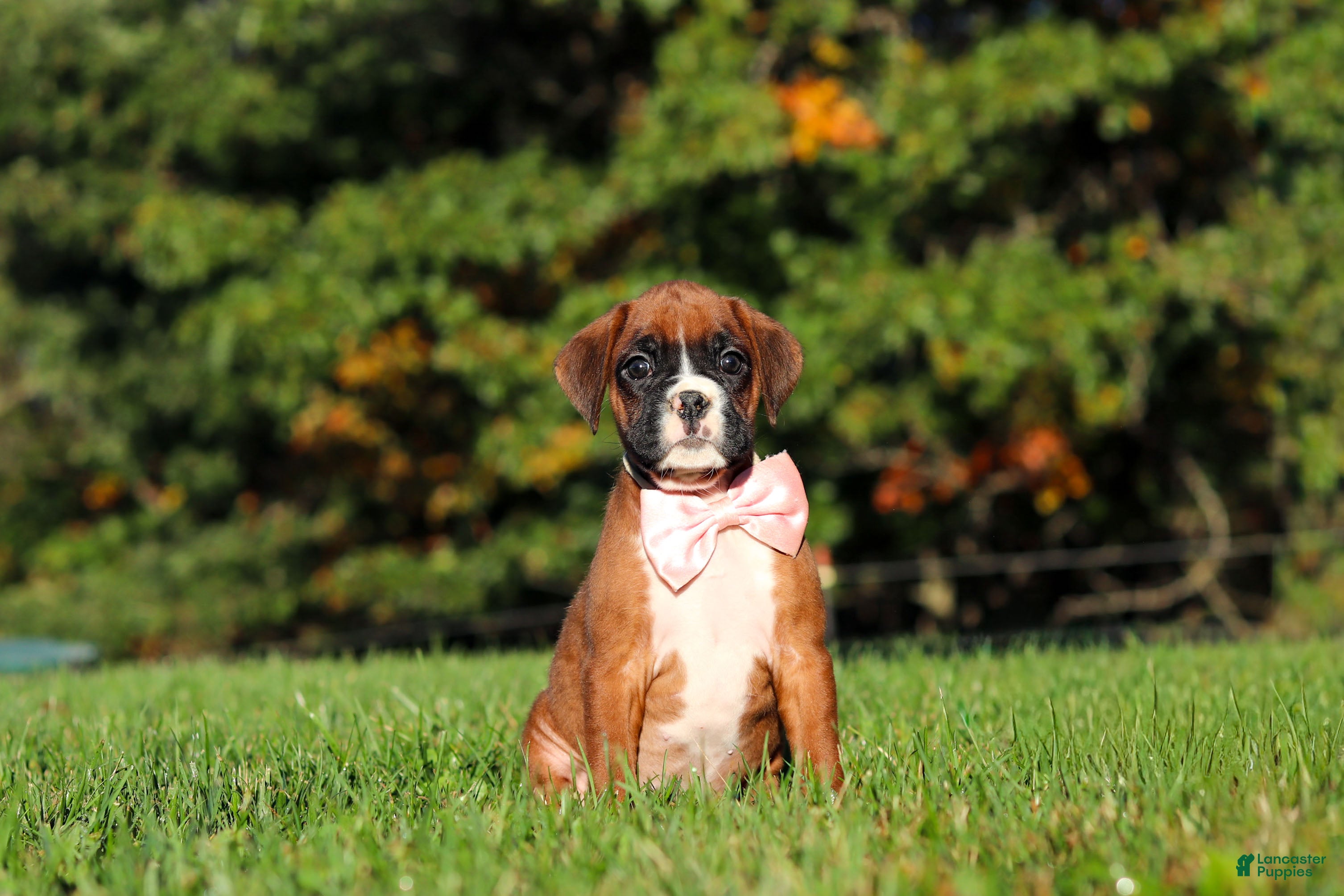 Boxer dogs Roxy - Ad 1