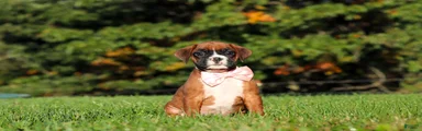 Roxy