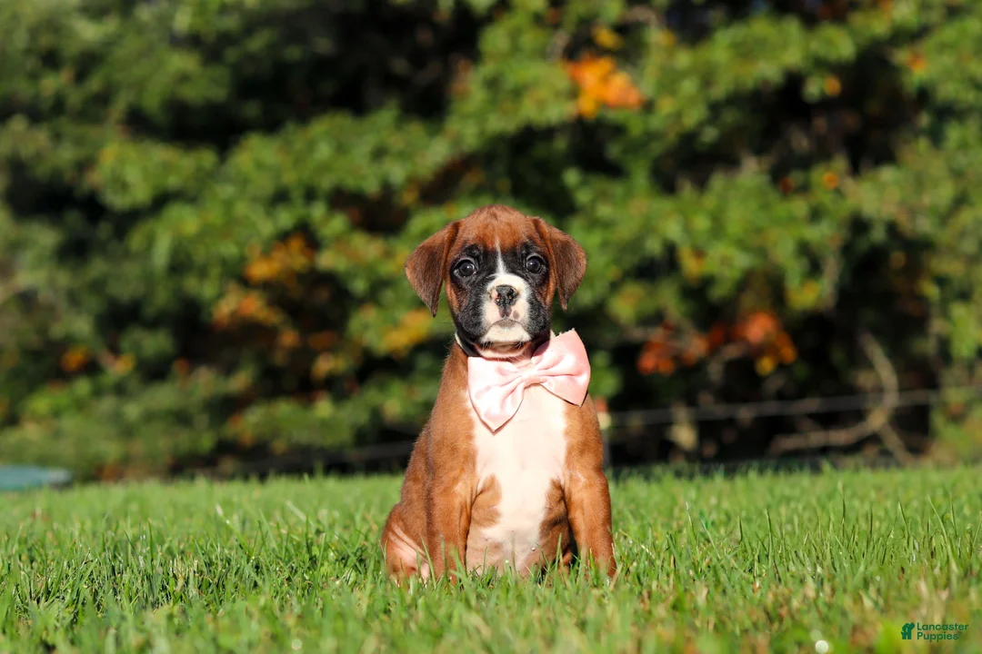 Boxer dogs for sale: Roxy - Ad 1