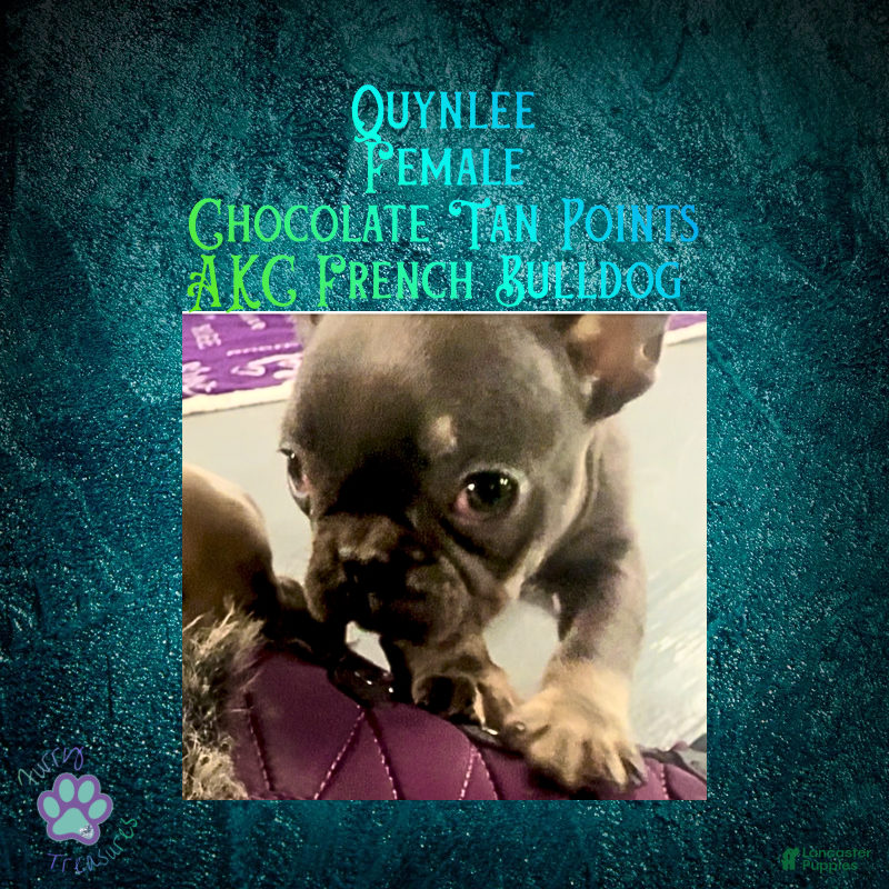 French Bulldog dogs Quynlee “Hot Pink” Collar, Female - Ad 7