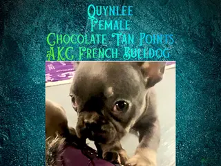 French Bulldog dogs Quynlee “Hot Pink” Collar, Female - Ad 1