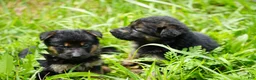 German Shepherd dogs for sale: German Shepherd 1 - Ad 11