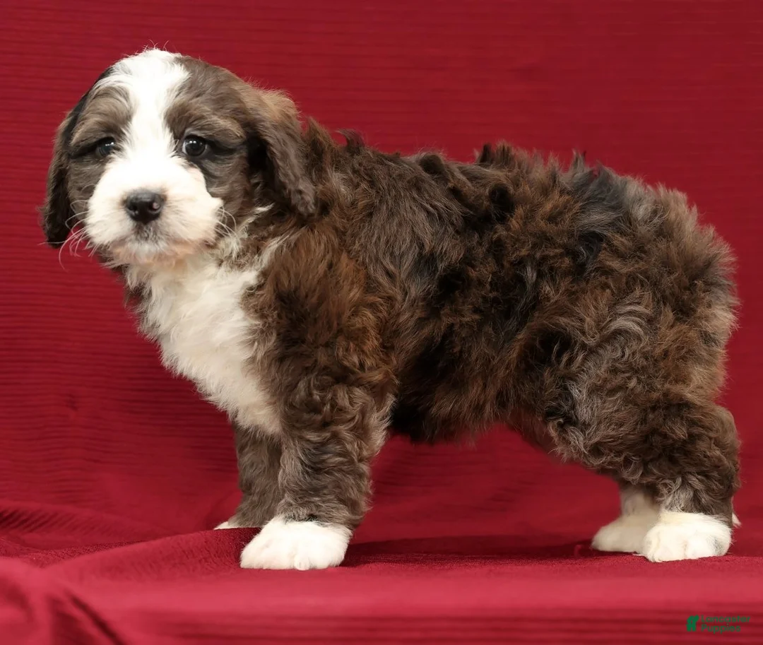 Mini Bernedoodle dogs for sale: Olive - Ad 4