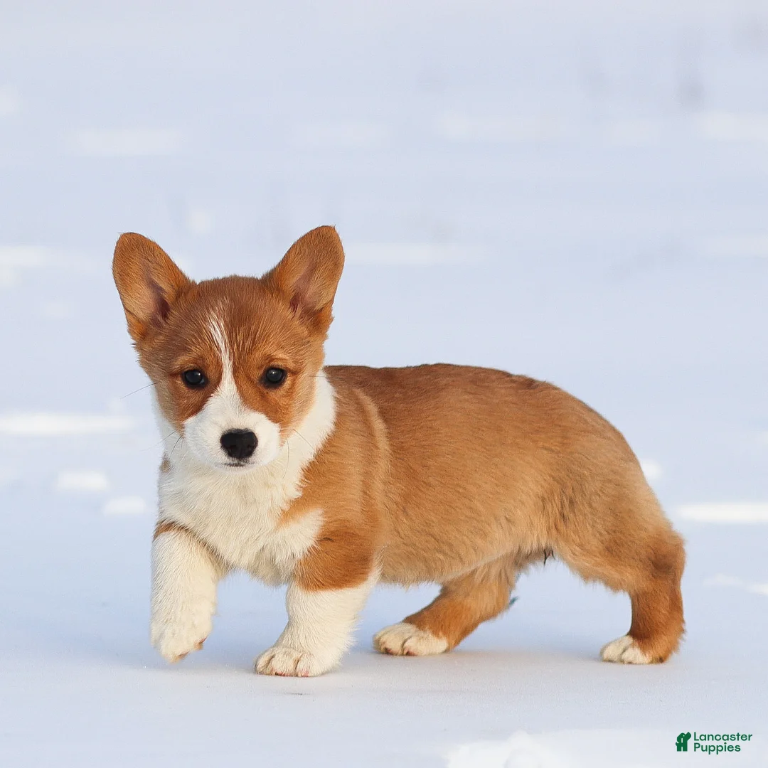 Welsh Corgi Pembroke dogs for sale: Karina Welsh Corgi Pembroke - Ad 4