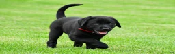 Labrador Retriever dogs for sale: Lola - Ad 4