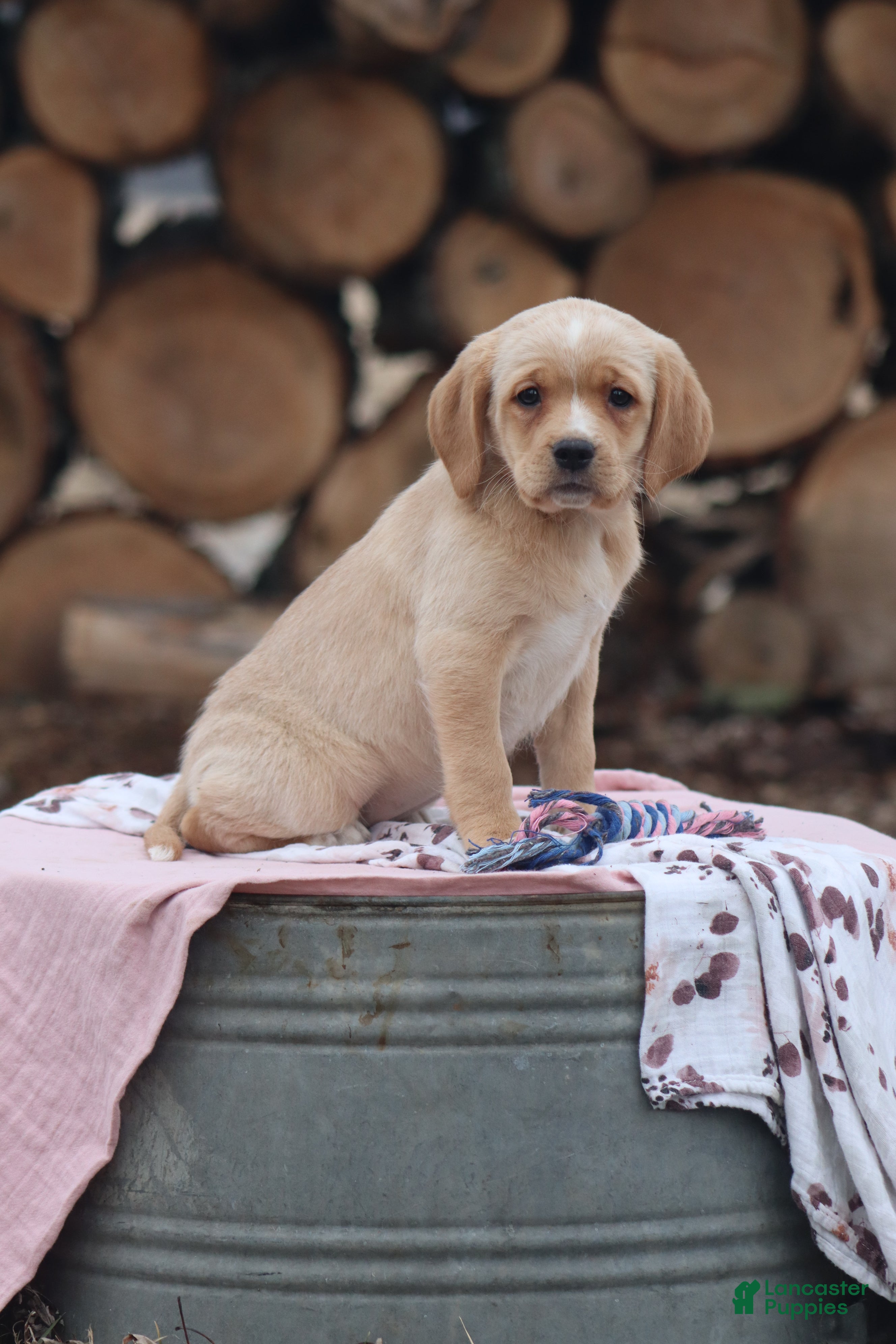 Mixed Breed dogs Everest - Ad 1