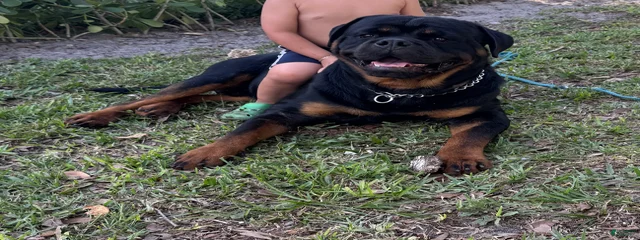 Kong