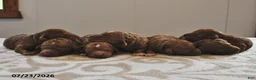 Mini Goldendoodle dogs for sale: Ruby - Ad 5