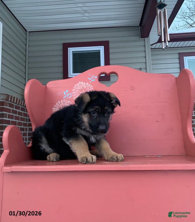 German Shepherd dogs Buster - Ad 2