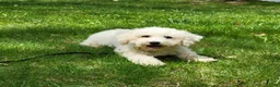 Teddy Bear dogs for sale: Iris - Ad 10