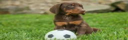 Doberman Pinscher dogs for sale:  Deacon (Red Rust) 🐶🖤🐾 - Ad 5