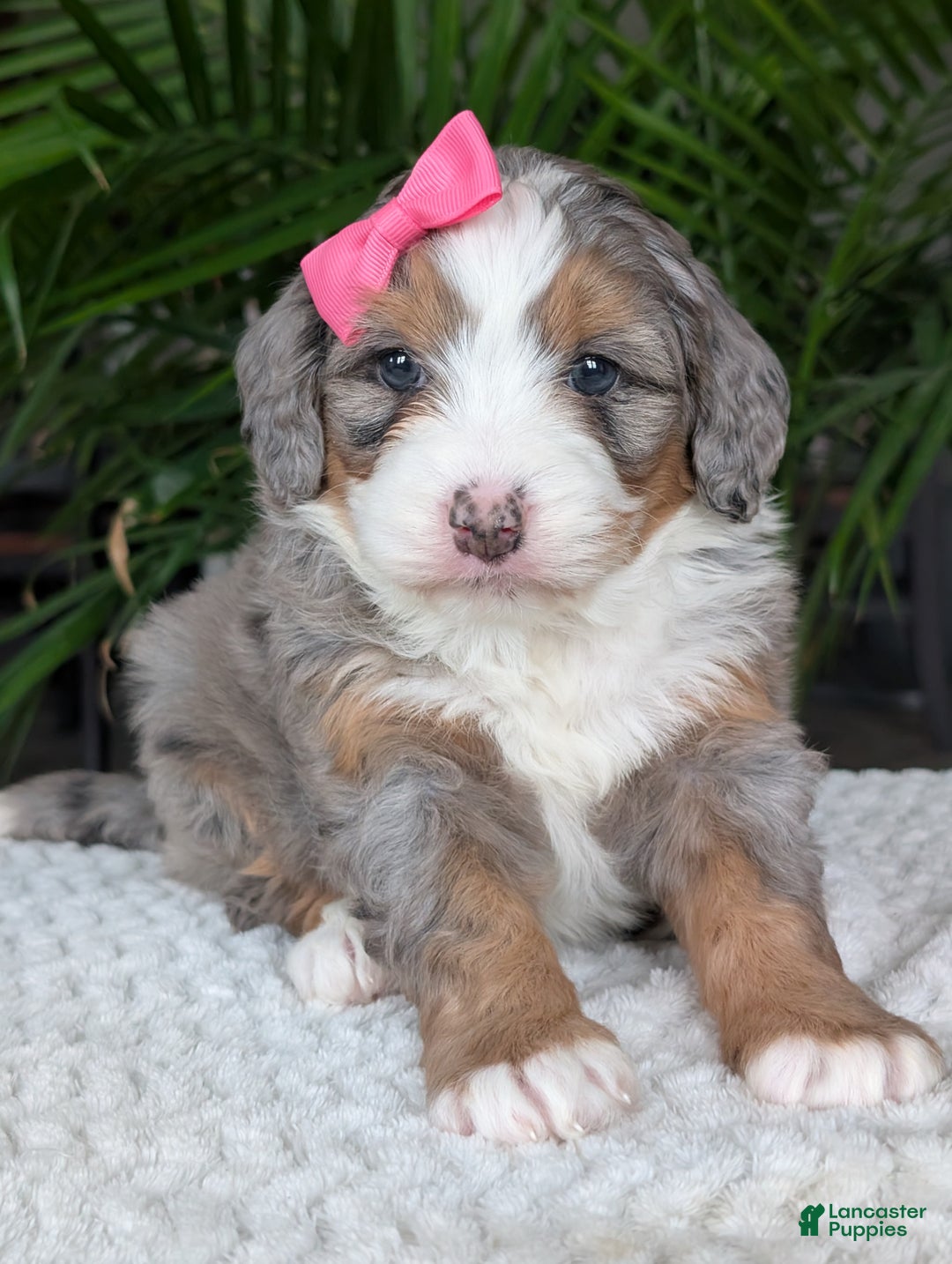 Mini Bernedoodle dogs for sale: Mini Allie  - Ad 4