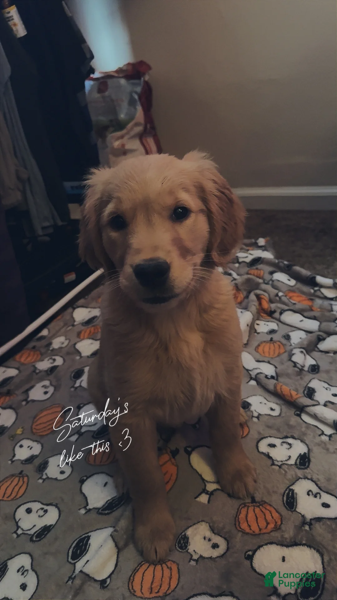 Golden Retriever dogs for sale: Golden Retriever Puppy 1 - Ad 7