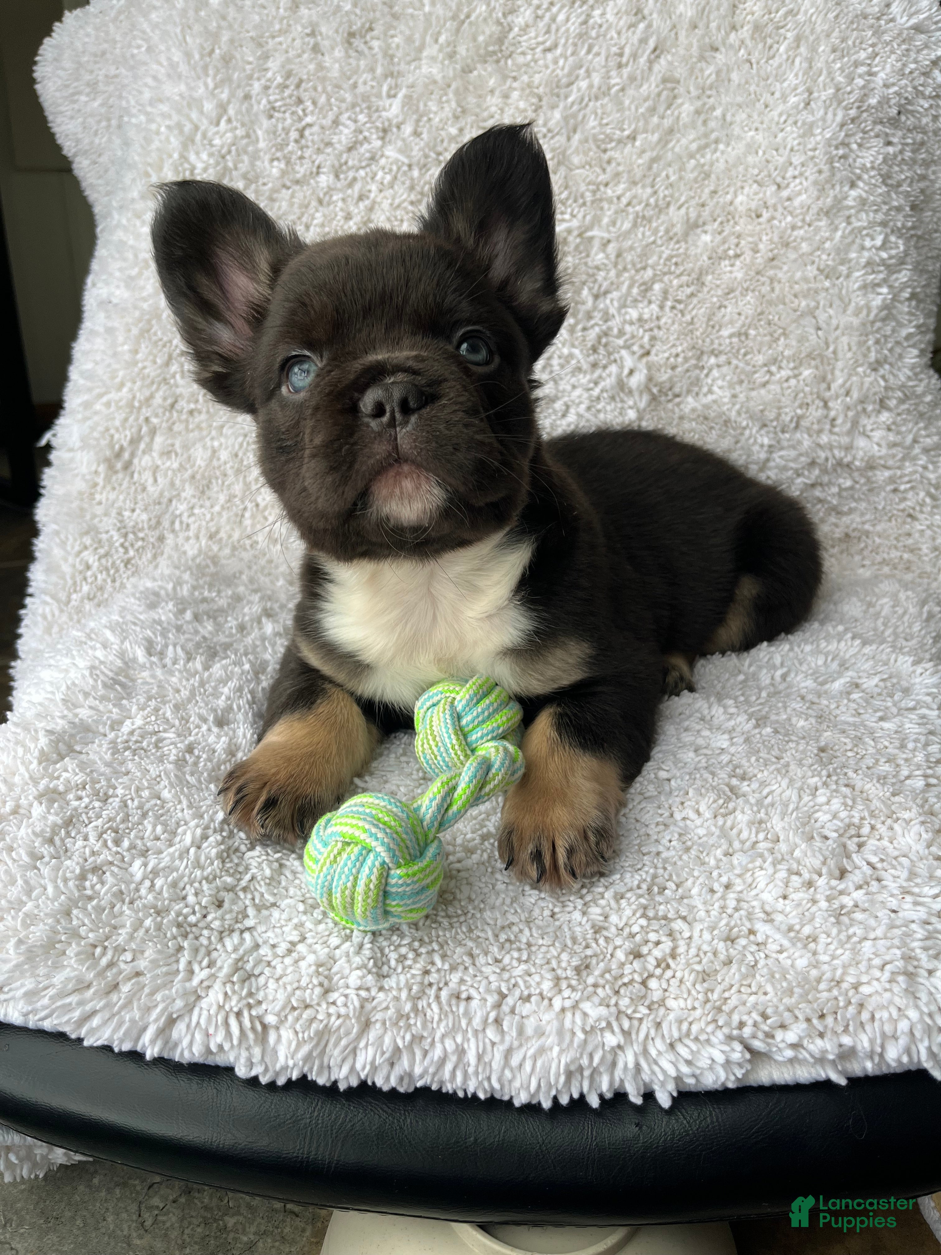 French Bulldog dogs Bruno - Ad 2