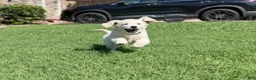 Golden Retriever dogs for sale: Golden Retriever 3 - Ad 4