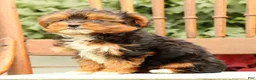 Morkie dogs for sale: Dixie - Ad 6