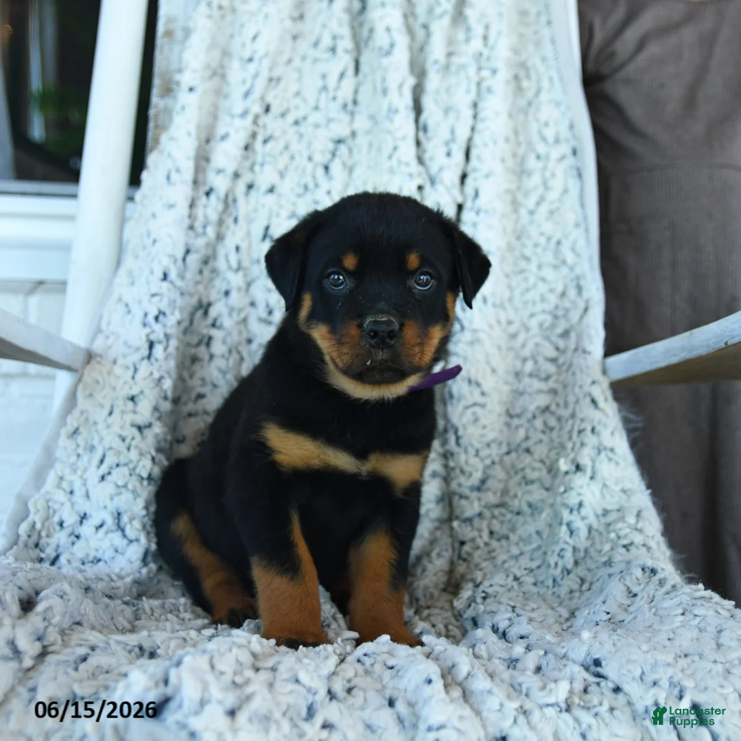 Rottweiler dogs for sale: Rocko   - Ad 1
