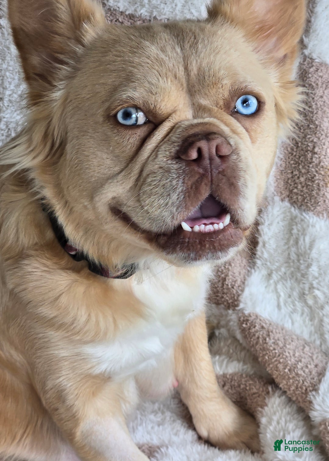 French Bulldog dogs for sale: Zari - Ad 3