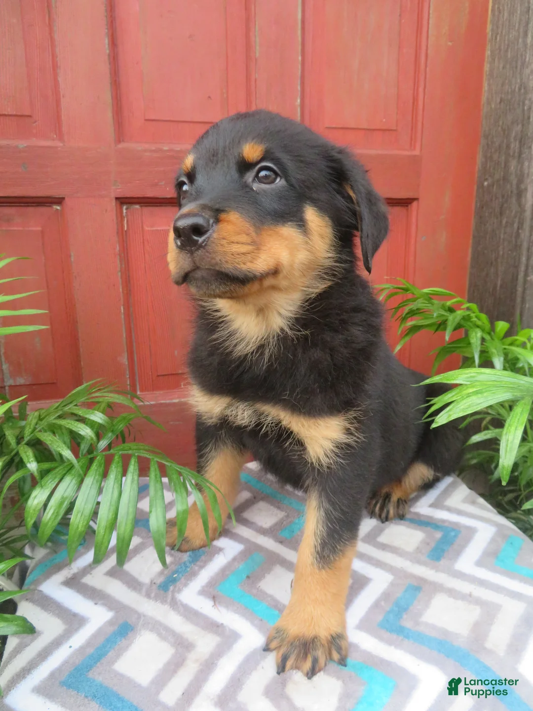 Rottweiler dogs for sale: Max - Ad 2
