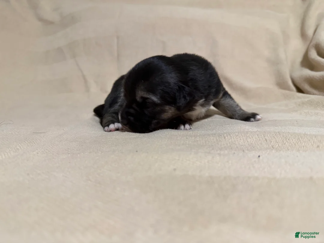 Mixed Breed dogs for sale: Minnie - Ad 2