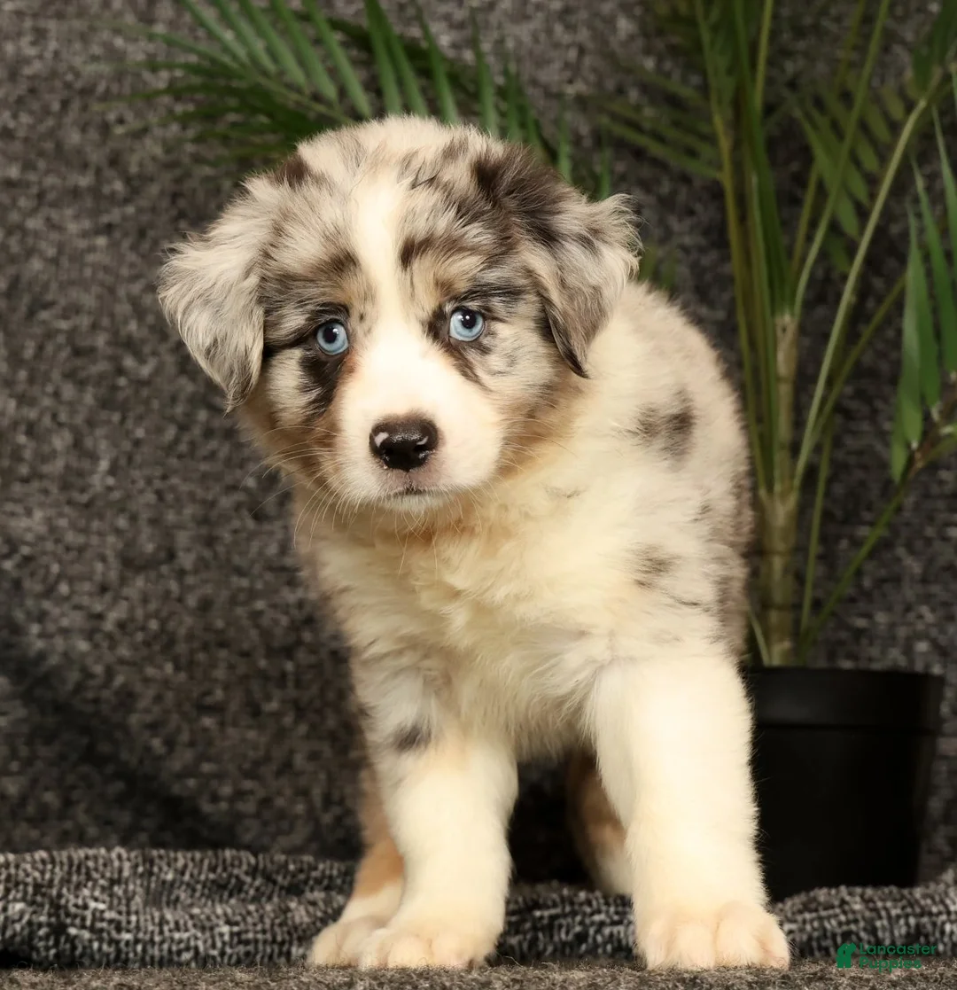 Miniature Australian Shepherd dogs for sale: Max - Ad 1