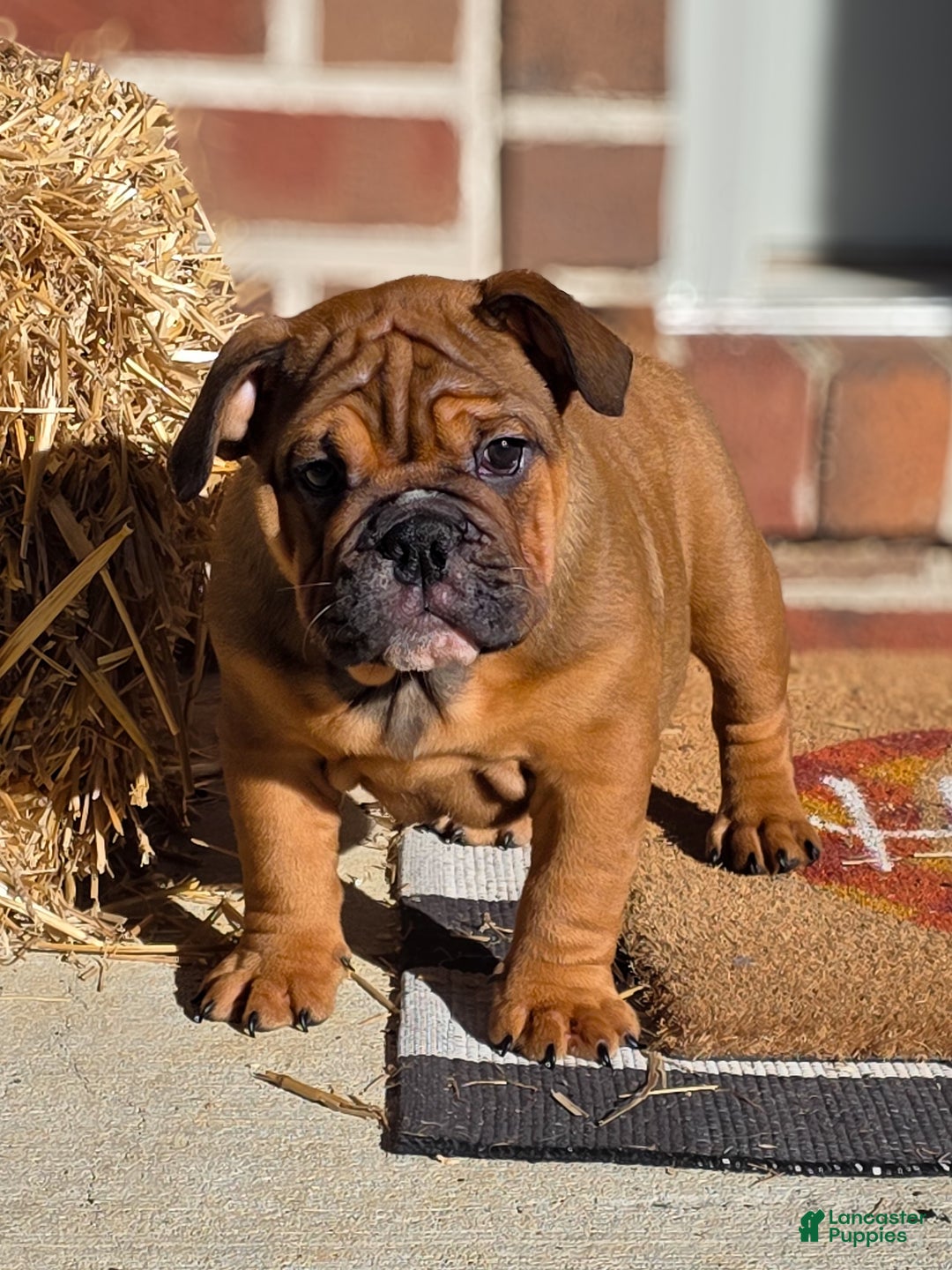 English Bulldog dogs for sale: Muffin - Ad 3