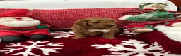 Mini Goldendoodle dogs for sale: Mini Goldendoodle Teddy - Ad 3