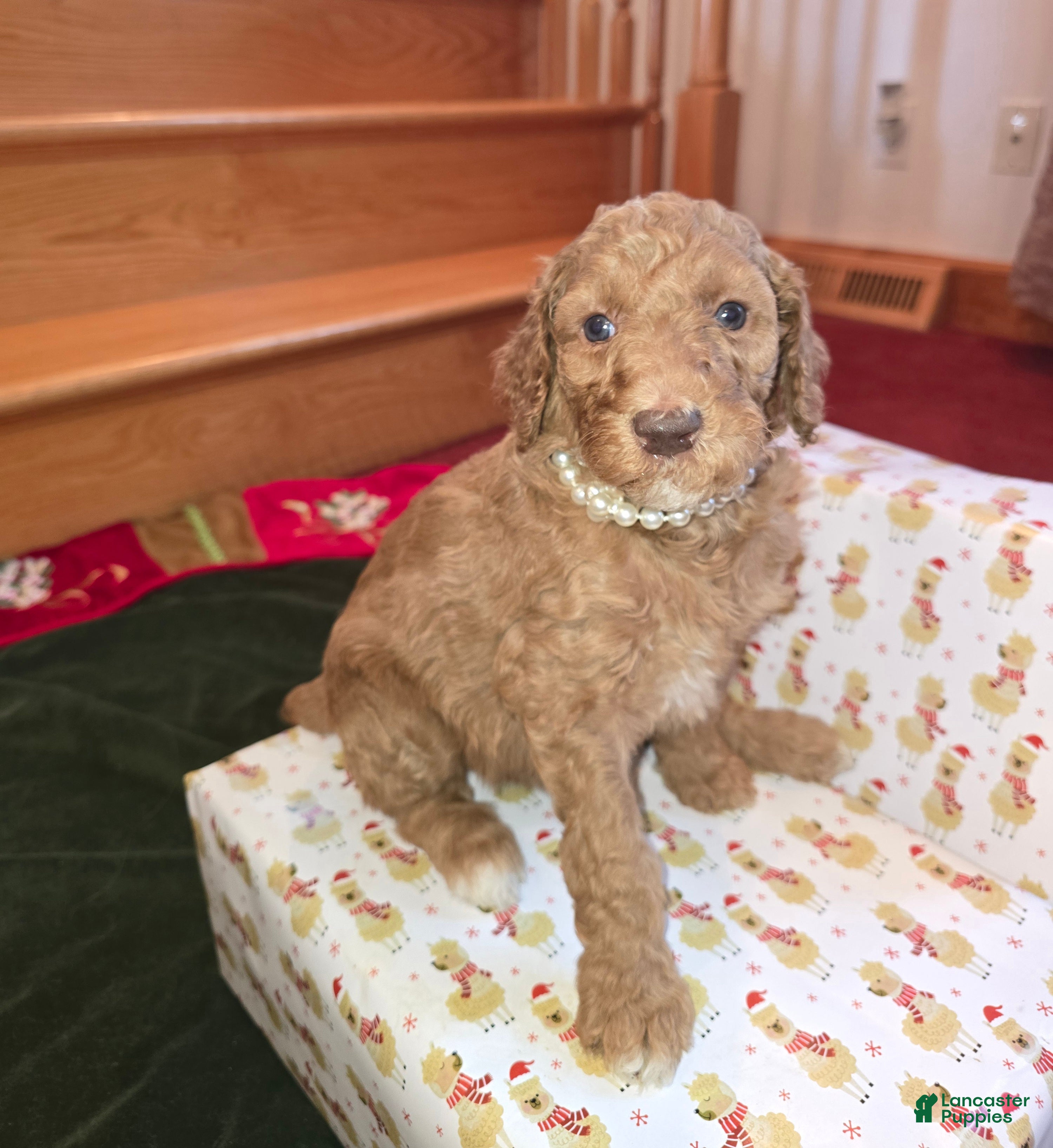 Standard Poodle dogs Holly - Ad 15