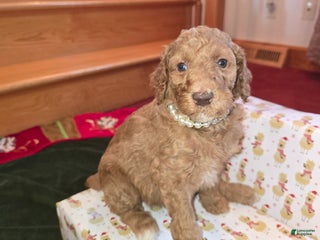 Standard Poodle dogs Holly - Ad 8