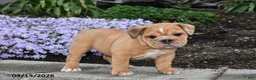 English Bulldog dogs for sale: Daphne - Ad 3