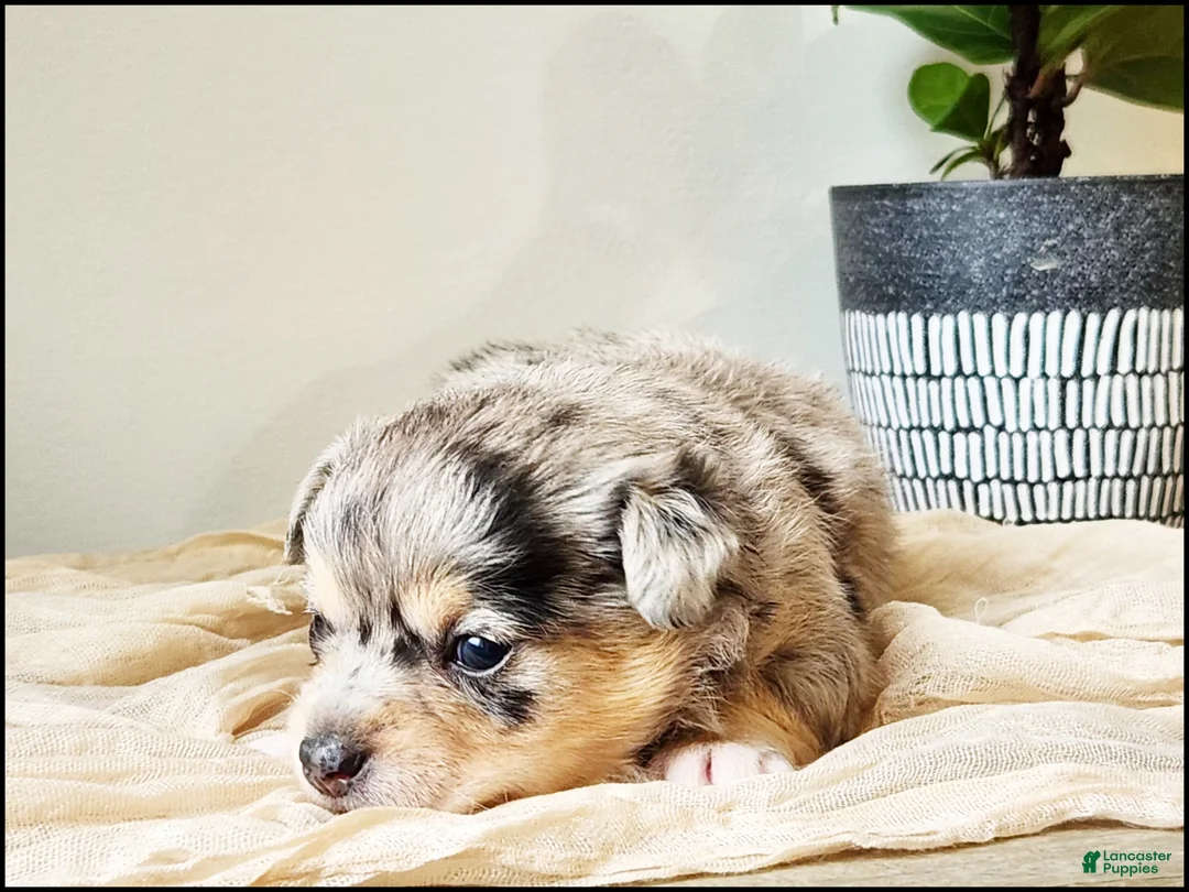 Chihuahua dogs for sale: Azhure - Ad 2