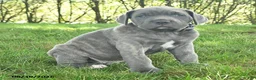 Cane Corso dogs for sale: Ringman - Ad 4