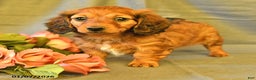 Miniature Dachshund dogs for sale: Francine - Ad 2