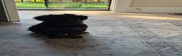 Yorkiepoo dogs for sale: Tom - Ad 7