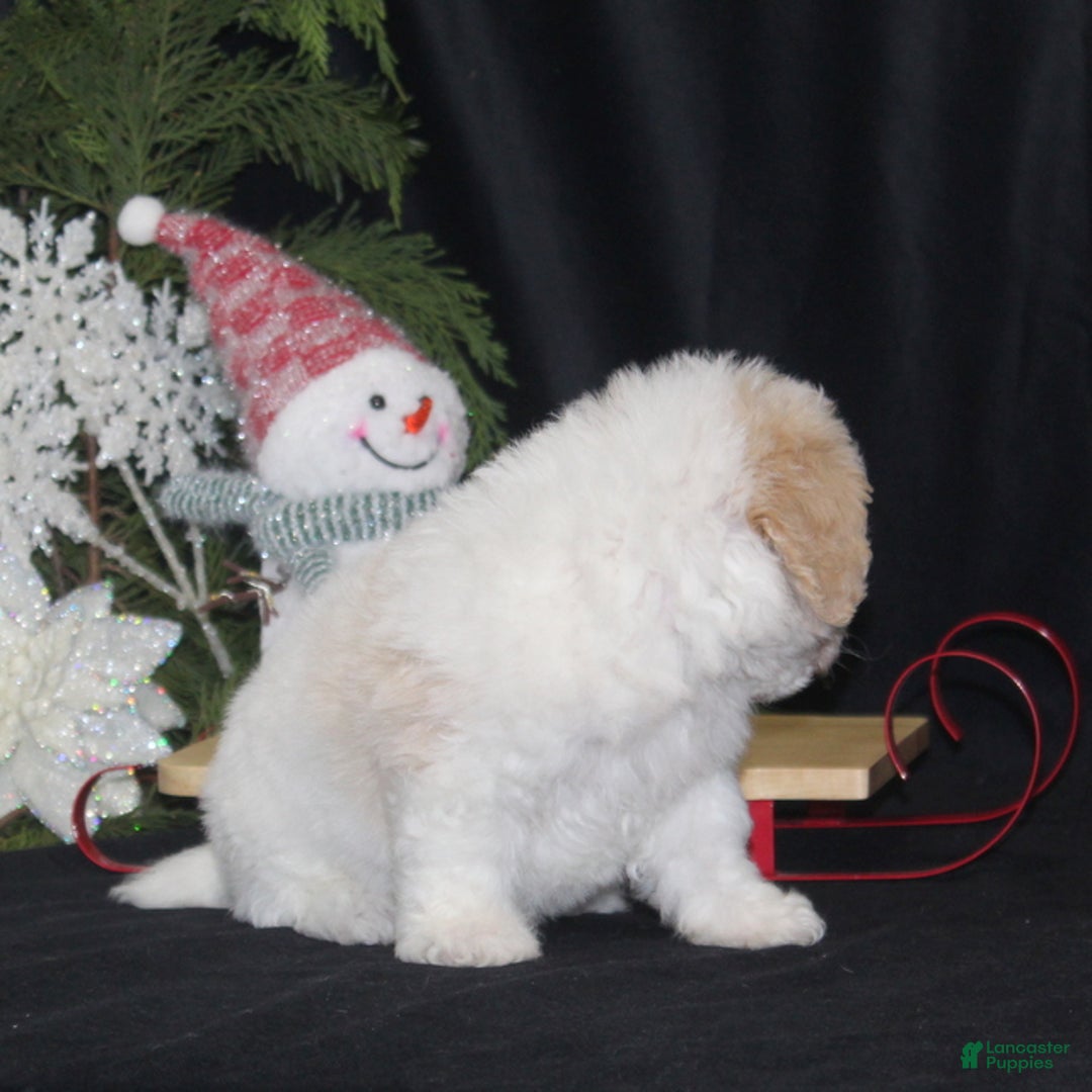 Bichpoo dogs for sale: Nicholas - Ad 4