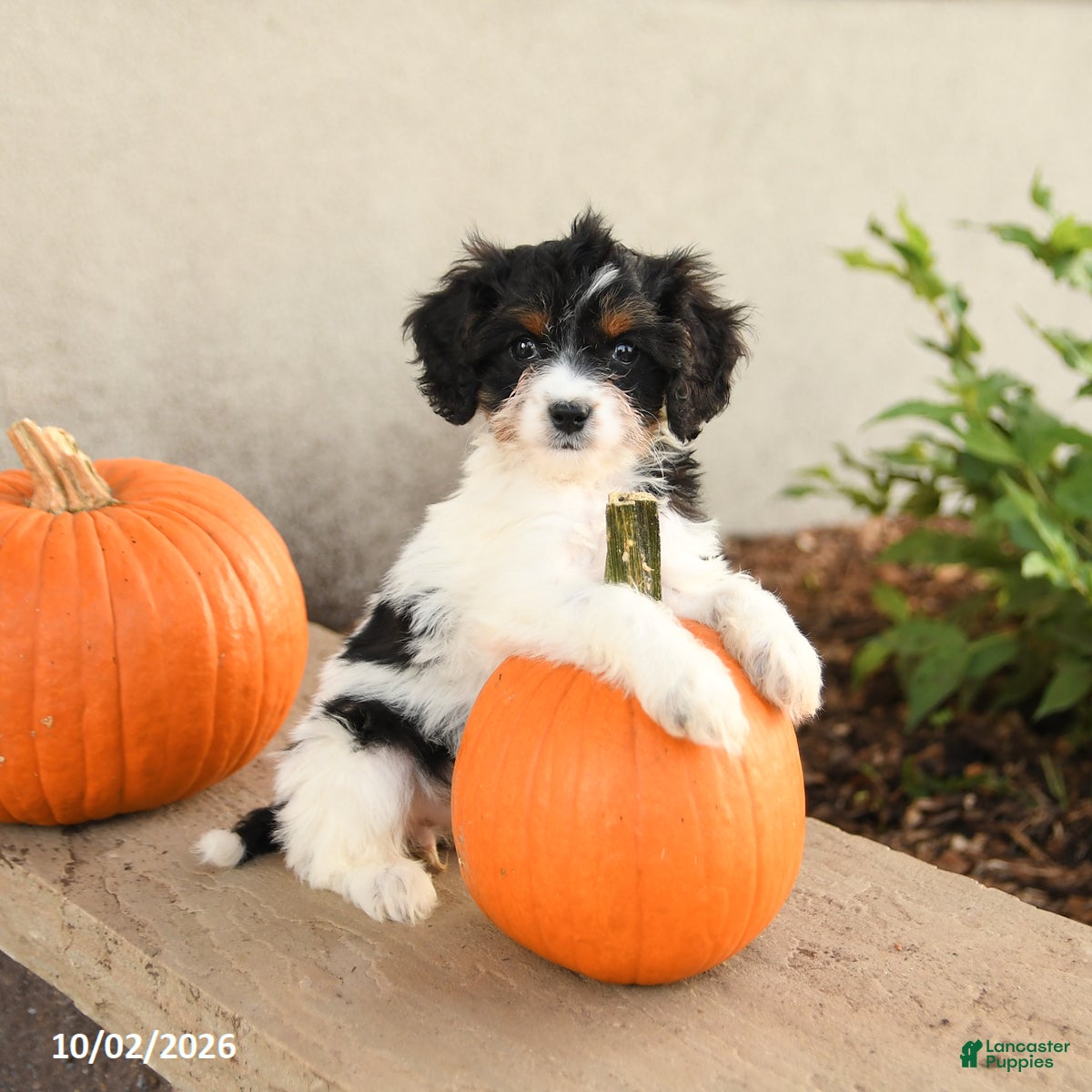 Cavapoo dogs Angel - Ad 1