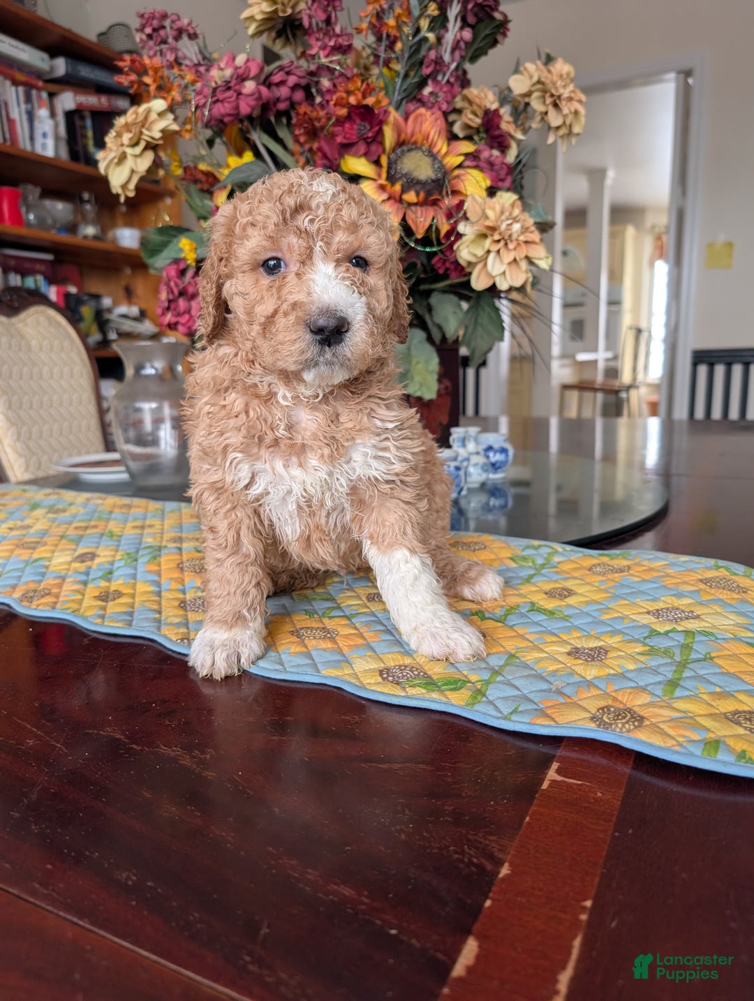Goldendoodle dogs for sale: Bob - Ad 5