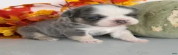 French Bulldog dogs for sale: Maggie Female AKC Fluffy French Bulldog - Ad 3
