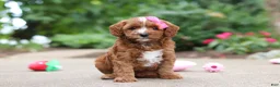 Cavapoo dogs for sale: Autumn - Ad 5