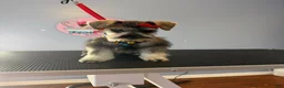 Miniature Schnauzer dogs for sale: Miniature Schnauzer 1 - Ad 16