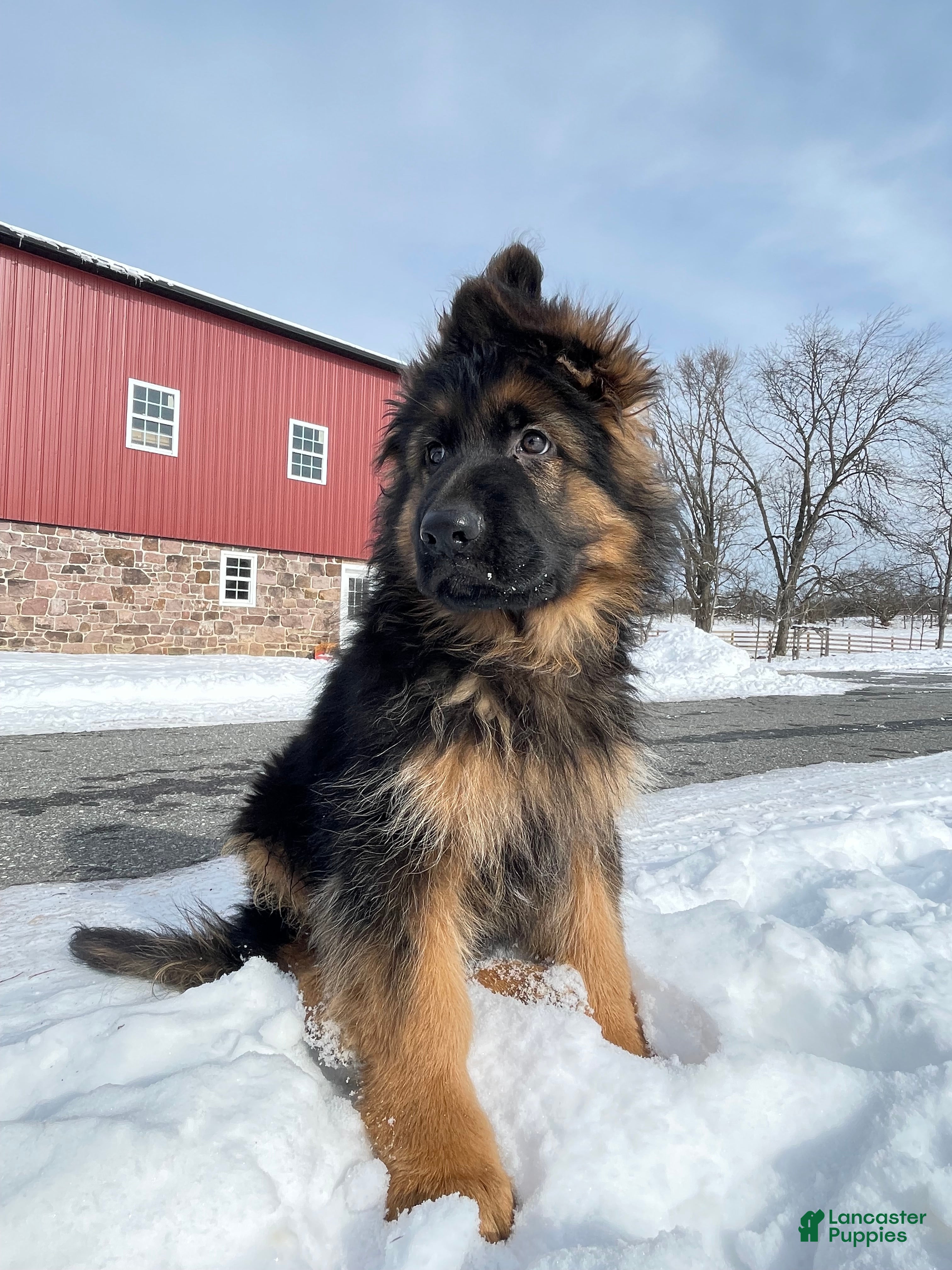 German Shepherd dogs King - Ad 32